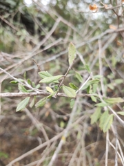 Aloysia gratissima