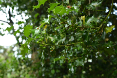 Aquifoliaceae