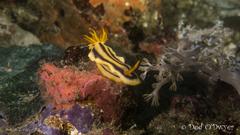 Chromodoris joshi