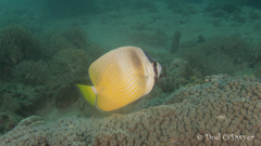Chaetodon kleinii