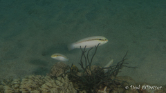 Halichoeres scapularis