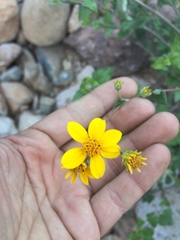 Bahiopsis triangularis