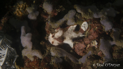 Antennarius maculatus