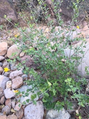 Bahiopsis triangularis