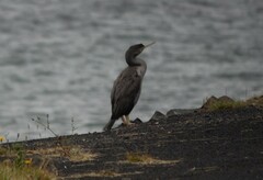 Phalacrocorax punctatus