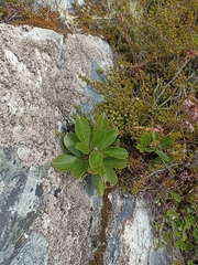 Pseudopanax colensoi