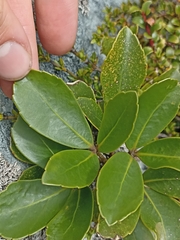 Pseudopanax colensoi
