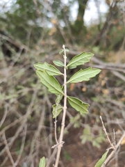 Aloysia gratissima