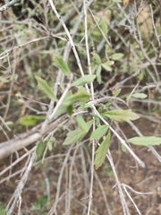 Aloysia gratissima