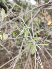 Aloysia gratissima