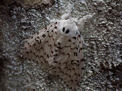 Lymantria nephrographa