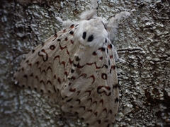 Lymantria nephrographa