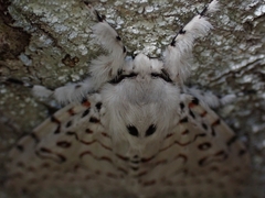 Lymantria nephrographa