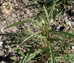 Eulobus californicus