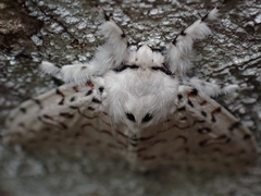 Lymantria nephrographa