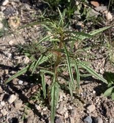 Eulobus californicus