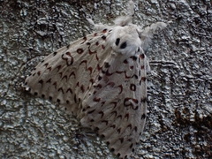 Lymantria nephrographa