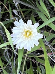 Rafinesquia californica