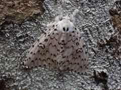 Lymantria nephrographa