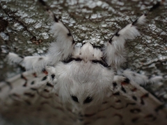 Lymantria nephrographa