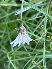 Rafinesquia californica
