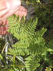 Hypolepis millefolium