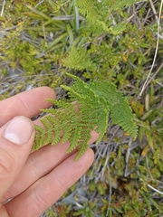 Hypolepis millefolium