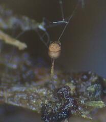 Cribraria minutissima