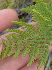 Hypolepis millefolium