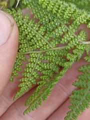 Hypolepis millefolium