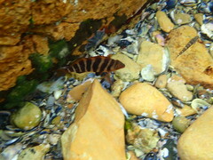 Chirodactylus spectabilis