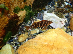 Chirodactylus spectabilis