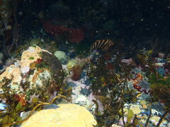 Chirodactylus spectabilis