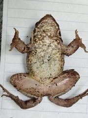 Leptodactylus melanonotus