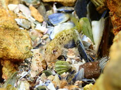 Parablennius tasmanianus