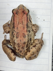 Leptodactylus melanonotus