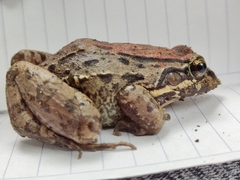 Leptodactylus melanonotus