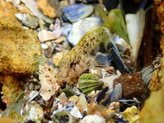 Parablennius tasmanianus