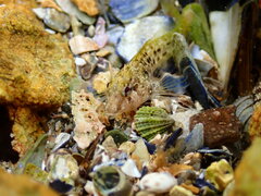 Parablennius tasmanianus