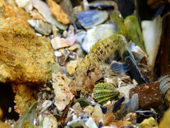 Parablennius tasmanianus