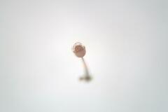 Cribraria minutissima