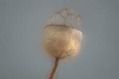 Cribraria minutissima