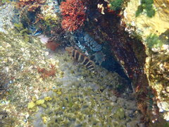 Chirodactylus spectabilis