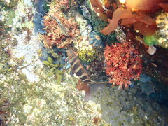 Chirodactylus spectabilis