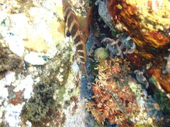 Chirodactylus spectabilis