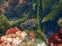 Chirodactylus spectabilis