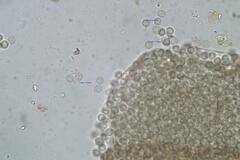 Cribraria minutissima