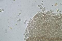 Cribraria minutissima