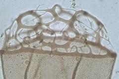 Cribraria minutissima