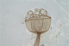 Cribraria minutissima